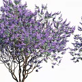 Purple Flowering Trees With Various Shapes For Landscape Design