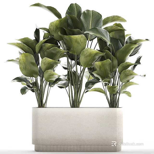 Decorative Garden Plants With Large Green Leaves In White Rectangular Planter 3d model 