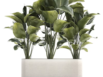 Decorative Garden Plants With Large Green Leaves In White Rectangular Planter 3d model
