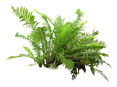 Lush Green Fern Plant With Vibrant Fronds And Healthy Foliage 3d model