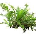 Lush Green Fern Plant With Vibrant Fronds And Healthy Foliage