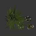 Green Plants with Lush Grass and Small White Flowers in Various Clusters