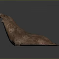 Brown Walrus With Open Mouth And Tusks In Lying Posture On Dark Background