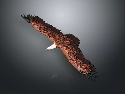 Flying Eagle With Brown And White Feathers Against Grey Background 3d model