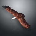 Flying Eagle With Brown And White Feathers Against Grey Background 3d model