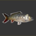 Catfish Carp Sturgeon Bass Freshwater Fish Various Carp Grass Carp Crucian Carp 3d model