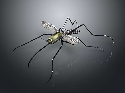 3D Rendered Mosquito With Golden Head Long Legs Transparent Wings And Striped Body 3d model