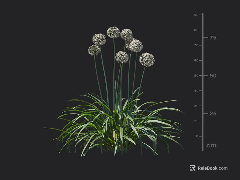 Green Leafy Plant With White Spherical Flowers And Height Measurement In Cm Scale 3d model 
