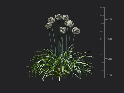 Green Leafy Plant With White Spherical Flowers And Height Measurement In Cm Scale 3d model