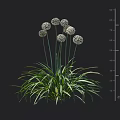 Green Leafy Plant With White Spherical Flowers And Height Measurement In Cm Scale