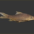 Catfish Carp Sturgeon Bass Freshwater Fish Various Carp Grass Carp Crucian Carp 3d model