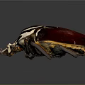 Unique Striped Beetle With Red White And Brown Pattern Isolated On Dark Background