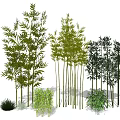 Various Bamboo Plants With Distinct Growth Forms 3d model