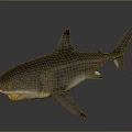 Realistic Shark 3D Model With Open Mouth And Sharp Teeth Details 3d model