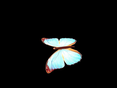 Vibrant Blue Butterfly with Red Edged Wings Isolated on Black Background 3d model