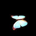 Vibrant Blue Butterfly with Red Edged Wings Isolated on Black Background