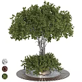 Lush Green Arbor With Dense Foliage And Strong Trunk In Garden Landscape