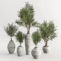 Potted Bonsai Trees With Green Foliage In Ceramic Textured Planters Of Multiple Sizes