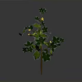 Green Vine Plant with Yellow Small Flowers Green Leaves and Bean Pods