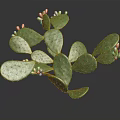 Cactus Plant With Green Flat Pads Small Spines And Colorful Fruits On Dark Background