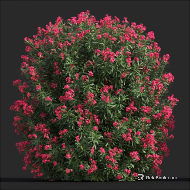 Lush Green Plant With Vibrant Pink Flowers Forming A Round Bush Shape In Full Bloom 3d model 