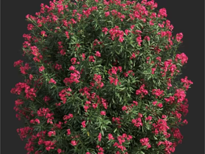 Lush Green Plant With Vibrant Pink Flowers Forming A Round Bush Shape In Full Bloom 3d model