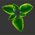 Green Plant with Heart Shaped Glossy Leaves and Vibrant Green Color on Dark Background