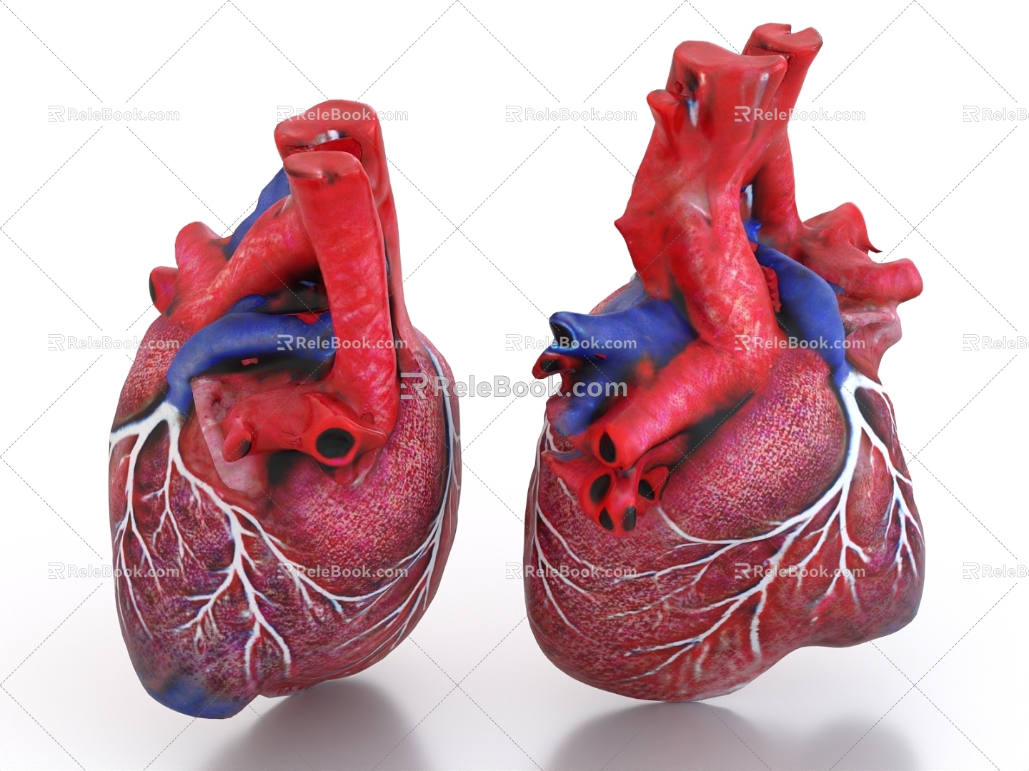 human heart organ blood vessel viscera 3d model