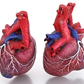 human heart organ blood vessel viscera 3d model