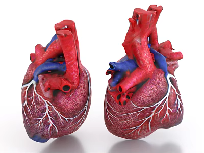 Two Human Heart Models With Red And Blue Blood Vessels Showing Anatomical Structure 3d model