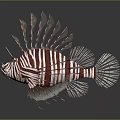 Aquatic Animal Lionfish With Red And White Striped Body And Spiny Fins