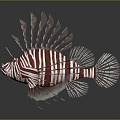 Modern lionfish lion fish lionfish marine fish 3d model