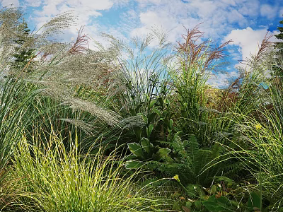 Lush Outdoor Garden With Various Herbs Tall Grasses And Ferns Under Blue Sky 3d model