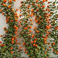 Decorative Climbing Vine With Lush Green Leaves And Vibrant Orange Flowers On White Wall
