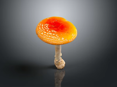 Fresh Orange Mushroom With White Spots On Round Cap Over Dark Reflective Surface 3d model