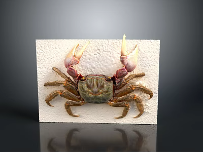 Detailed Red Clawed Crab with Brown Shell on White Display Board 3d model