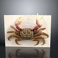Detailed Red Clawed Crab with Brown Shell on White Display Board