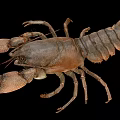 Detailed Brown Crayfish With Large Claws And Hard Exoskeleton Isolated On Black Background