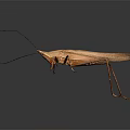Brown Insect With Long Antennae Slender Legs Glossy Exoskeleton On Gray Gradient Background 3d model