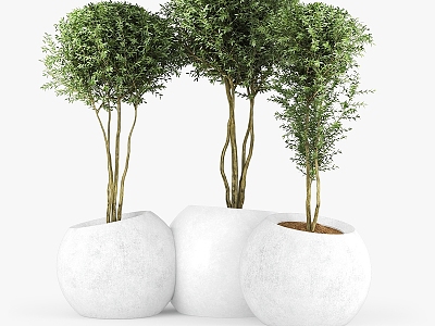 Modern Bonsai Pot Planting Tree Shrub Bed Sheet Leaf 3d model