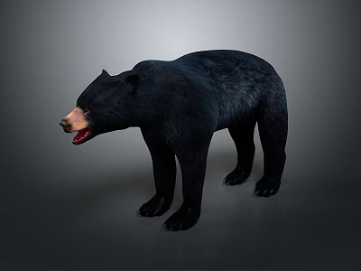 Realistic Black Bear Figure In Standing Pose With Open Mouth And Detailed Fur 3d model