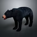 Realistic Black Bear Figure In Standing Pose With Open Mouth And Detailed Fur