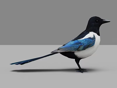 Flying Animal with Black and White Plumage Blue Wings Long Tail Standing Posture 3d model