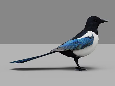 Flying Animal with Black and White Plumage Blue Wings Long Tail Standing Posture 3d model