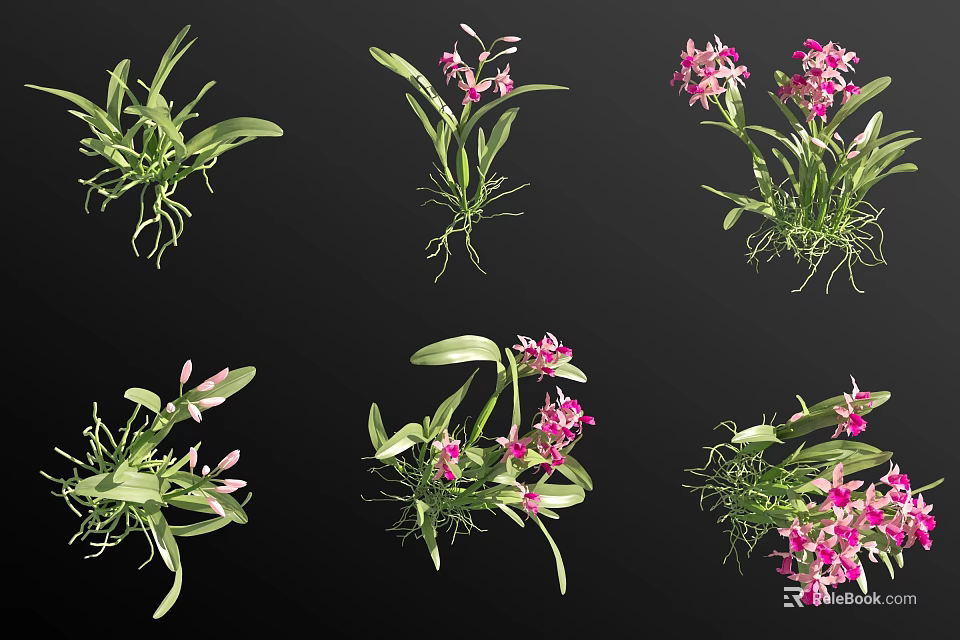 Pink Flowering Orchids With Green Leaves And Exposed Roots In Various Displays 3d model 