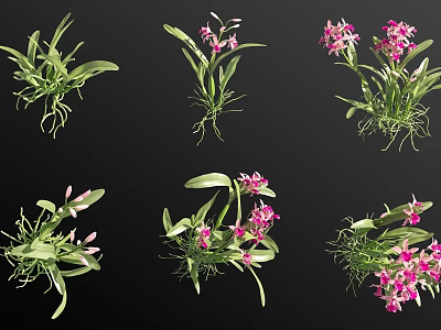 Pink Flowering Orchids With Green Leaves And Exposed Roots In Various Displays 3d model