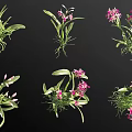 Pink Flowering Orchids With Green Leaves And Exposed Roots In Various Displays