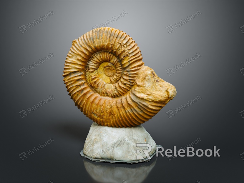 Chi chrysanthemum stone ancient fossil stone chrysanthemum fossil items model