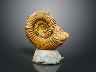 Decorative Ammonite Fossil Ornament For Home With White Base And Natural Spiral Pattern 3d model