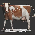 Brown And White Cow Model Standing On White Base With Realistic Details